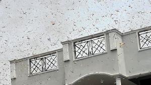On Saturday, a large swarm of the locusts had entered the city during afternoon hours from Faridabad, flew over some of the district’s villages, made a pit stop at Muhamadour Jadaun village and later entered the Bulandshahr district.(ANI Photo. Representative image) On Saturday, a large swarm of the locusts had entered the city during afternoon hours from Faridabad, flew over some of the district’s villages, made a pit stop at Muhamadour Jadaun village and later entered the Bulandshahr district.(ANI Photo. Representative image)