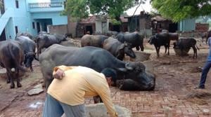 No one knows exactly when people began trading in buffaloes here, but the village has emerged as a prime supplier of quality buffaloes for the region for around three decades now. (HT photo) No one knows exactly when people began trading in buffaloes here, but the village has emerged as a prime supplier of quality buffaloes for the region for around three decades now. (HT photo)