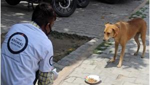 This collaboration intends to support the feeding of stray dogs in areas that are struggling due to the pandemic.(ANI) This collaboration intends to support the feeding of stray dogs in areas that are struggling due to the pandemic.(ANI)