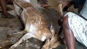 The villagers called forest department officials who gave first aid to the deer and left it in the forest area.(ANI) The villagers called forest department officials who gave first aid to the deer and left it in the forest area.(ANI)