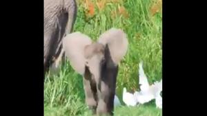 The baby elephant chased the birds in a playful manner.(Twitter/@susantananda3) The baby elephant chased the birds in a playful manner.(Twitter/@susantananda3)