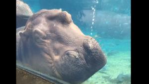 The clip shows her sleeping under water while leaning against the glass on her enclosure.(Facebook/@Cincinnati Zoo and Botanical Garden) The clip shows her sleeping under water while leaning against the glass on her enclosure.(Facebook/@Cincinnati Zoo and Botanical Garden)