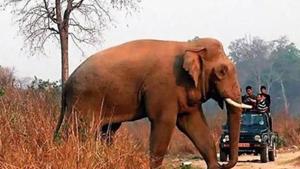 This month, total six elephants died in Chhattisgarh in four districts of the state.(Representative Photo/HT) This month, total six elephants died in Chhattisgarh in four districts of the state.(Representative Photo/HT)