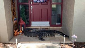 The alligator blocking the door of the house.(Facebook/Croc Encounters) The alligator blocking the door of the house.(Facebook/Croc Encounters)