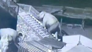 An image of the elephant climbing the steps from the video caught on CCTV.(Screengrab) An image of the elephant climbing the steps from the video caught on CCTV.(Screengrab)