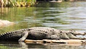 Sources said the villagers reportedly caught the crocodile after several domestic animals like cows and goats went missing near the river. The villagers suspected that a crocodile was behind the killings.(Getty Images/iStockphoto) Sources said the villagers reportedly caught the crocodile after several domestic animals like cows and goats went missing near the river. The villagers suspected that a crocodile was behind the killings.(Getty Images/iStockphoto)