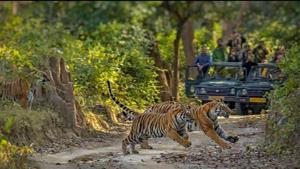 In the operation, about 700 forest department staffers are being deployed in the world famous tiger reserve for round-the-clock patrolling during the monsoon, said officials.(HT file photo) In the operation, about 700 forest department staffers are being deployed in the world famous tiger reserve for round-the-clock patrolling during the monsoon, said officials.(HT file photo)