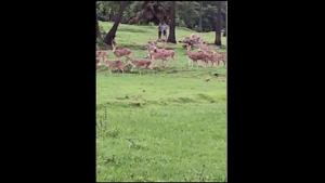 The video shows the herd of deer happily running around in an area near River Mithi in Mumbai.(Facebook/@Afroz Shah) The video shows the herd of deer happily running around in an area near River Mithi in Mumbai.(Facebook/@Afroz Shah)