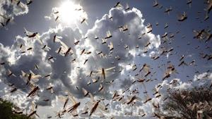 In this photo taken Tuesday, March 31, 2020, a swarm of desert locusts flies in Kipsing, near Oldonyiro, in Isiolo county, Kenya. Weeks before the coronavirus spread through much of the world, parts of Africa were already threatened by another kind of plague, the biggest locust outbreak some countries had seen in 70 years, and now the second wave of the voracious insects, some 20 times the size of the first, is arriving.(PTI) In this photo taken Tuesday, March 31, 2020, a swarm of desert locusts flies in Kipsing, near Oldonyiro, in Isiolo county, Kenya. Weeks before the coronavirus spread through much of the world, parts of Africa were already threatened by another kind of plague, the biggest locust outbreak some countries had seen in 70 years, and now the second wave of the voracious insects, some 20 times the size of the first, is arriving.(PTI)