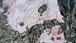 An aerial picture taken on July 3, 2020 above the Presena glacier near Pellizzano , shows pink colored snow, supposedly due to the presence of colonies of algae of the species Ancylonela nordenskioeldii from Greenland.(AFP) An aerial picture taken on July 3, 2020 above the Presena glacier near Pellizzano , shows pink colored snow, supposedly due to the presence of colonies of algae of the species Ancylonela nordenskioeldii from Greenland.(AFP)