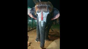 Famously known as ‘Bob-cut Sengamalam’ this elephant has a huge fan club just for her hair style.(Twitter) Famously known as ‘Bob-cut Sengamalam’ this elephant has a huge fan club just for her hair style.(Twitter)