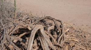 There’s a lizard hiding in this picture. Can you find it?(Twitter/@Afro_Herper) There’s a lizard hiding in this picture. Can you find it?(Twitter/@Afro_Herper)
