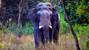 The researchers are trying to find out where the elephants spend time during the day so that a plan on tranquilising and radio-collaring them can be formulated. The elephants usually come out at night, when radio-collaring the animal is difficult. (HT photo) The researchers are trying to find out where the elephants spend time during the day so that a plan on tranquilising and radio-collaring them can be formulated. The elephants usually come out at night, when radio-collaring the animal is difficult. (HT photo)