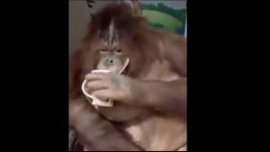 Just after a few seconds, the facial expression of the orangutan changes as it grins at the camera.(Twitter/@susantananda3)