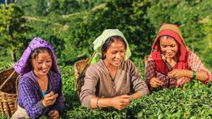 According to the provisional data, tea production in Assam fell to 13.21 million kg in April from 44.98 million kg a year ago.(Getty Images/iStockphoto) According to the provisional data, tea production in Assam fell to 13.21 million kg in April from 44.98 million kg a year ago.(Getty Images/iStockphoto)