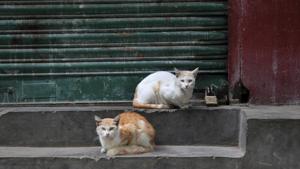 Lockdowns were to continue in containment zones and hotspots until July 31, the Union home ministry said, allowing states to identify and demarcate such zones and impose fines on violators.(AP Photo) Lockdowns were to continue in containment zones and hotspots until July 31, the Union home ministry said, allowing states to identify and demarcate such zones and impose fines on violators.(AP Photo)