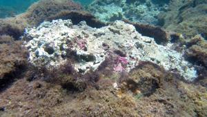 In this July 31, 2019 photo provided by researcher Heather Spalding, a new species of seaweed covers dead coral on a reef at Pearl and Hermes Atoll in the remote Northwestern Hawaiian Islands.(Heather Spalding/College of Charleston via AP) In this July 31, 2019 photo provided by researcher Heather Spalding, a new species of seaweed covers dead coral on a reef at Pearl and Hermes Atoll in the remote Northwestern Hawaiian Islands.(Heather Spalding/College of Charleston via AP)