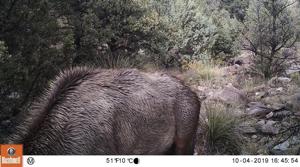 Can you spot the mountain lion in this photo?(Facebook/Rio Mora National Wildlife Refuge) Can you spot the mountain lion in this photo?(Facebook/Rio Mora National Wildlife Refuge)