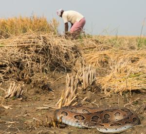 A Russell’s viper in the proximity of a rice field worker, South India.(Photo: Ben Owens) A Russell’s viper in the proximity of a rice field worker, South India.(Photo: Ben Owens)