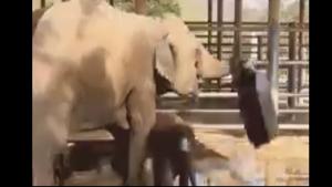 The mom elephant tugs the baby out and throws away the tub away.(Twitter/@susantananda3) The mom elephant tugs the baby out and throws away the tub away.(Twitter/@susantananda3)