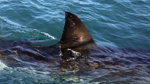 Australia is known for a large number of unprovoked shark encounters with humans(AP File Photo) Australia is known for a large number of unprovoked shark encounters with humans(AP File Photo)