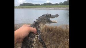Croc Encounters happen to be a rescue team in Florida, whose job is to attend to any croc related emergencies.(Facebook/@Croc Encounters) Croc Encounters happen to be a rescue team in Florida, whose job is to attend to any croc related emergencies.(Facebook/@Croc Encounters)