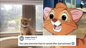 The image shows a kitty and the animated cat character it was named after.(Twitter) The image shows a kitty and the animated cat character it was named after.(Twitter)