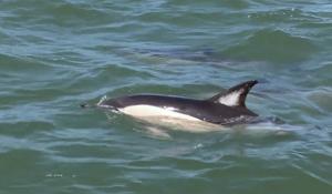 Dolphins swim in the Tagus River, near Lisbon, Portugal.(REUTERS) Dolphins swim in the Tagus River, near Lisbon, Portugal.(REUTERS)