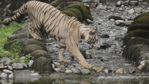File photo: A white tiger is seen at Alipore Zoo in Kolkata, West Bengal.(Samir Jana/HT Photo) File photo: A white tiger is seen at Alipore Zoo in Kolkata, West Bengal.(Samir Jana/HT Photo)