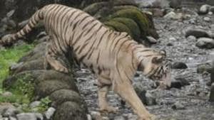 The 2018 All India Tiger estimation had found 2967 tigers in the country, compared to 2,226 in 2014.(Samir Jana/HT Photo) The 2018 All India Tiger estimation had found 2967 tigers in the country, compared to 2,226 in 2014.(Samir Jana/HT Photo)