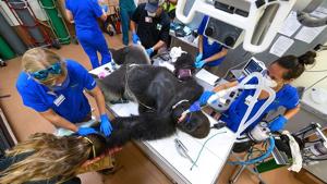 Shango the gorilla being treated at Zoo Miami animal hospital.(Facebook/Zoo Miami) Shango the gorilla being treated at Zoo Miami animal hospital.(Facebook/Zoo Miami)