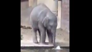 The baby elephant is seen standing in front of a pool of water.(Twitter/@susantananda3) The baby elephant is seen standing in front of a pool of water.(Twitter/@susantananda3)