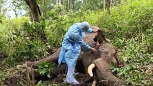 Veterinary doctors examining the carcass of the elephant.(HT Photo) Veterinary doctors examining the carcass of the elephant.(HT Photo)