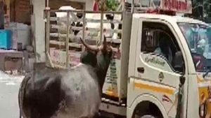 Muniandiraja, a resident of Madurai’s Palamedu, said he sold his cow and had loaded it to his truck for transportation. However, the Bull could not bear the separation and followed the vehicle for about 1 km and attempting to stop it.(ANI photo) Muniandiraja, a resident of Madurai’s Palamedu, said he sold his cow and had loaded it to his truck for transportation. However, the Bull could not bear the separation and followed the vehicle for about 1 km and attempting to stop it.(ANI photo)