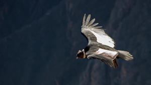 The image shows an Andean Condor.(Pixabay) The image shows an Andean Condor.(Pixabay)