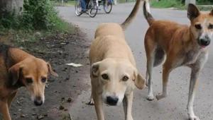 The company will charge ₹700 per dog for sterilisation and other related procedures.(Representational photo) The company will charge ₹700 per dog for sterilisation and other related procedures.(Representational photo)