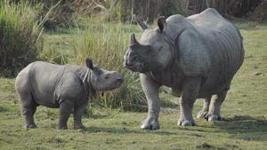 Every year as floods ravage Kaziranga, the park’s animals including elephants, rhinos, and tigers cross the nearby national highway to find safety in the hills of adjoining Karbi Anglong district.(HT Archive/For Representational Purposes Only) Every year as floods ravage Kaziranga, the park’s animals including elephants, rhinos, and tigers cross the nearby national highway to find safety in the hills of adjoining Karbi Anglong district.(HT Archive/For Representational Purposes Only)