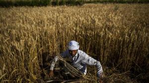 A farmer cuts wheat by hand while a harvesting a field in the Bulandshahr district of Uttar Pradesh on April 21, 2020.(Bloomberg Photo) A farmer cuts wheat by hand while a harvesting a field in the Bulandshahr district of Uttar Pradesh on April 21, 2020.(Bloomberg Photo)