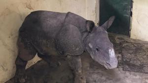 The one-year-old female rhino calf which was rescued after separating from its mother due to floods in Kaziranga National Park at the Centre for Wildlife Rehabilitation and Conservation (CWRC) located near the park.(KNPTR) The one-year-old female rhino calf which was rescued after separating from its mother due to floods in Kaziranga National Park at the Centre for Wildlife Rehabilitation and Conservation (CWRC) located near the park.(KNPTR)