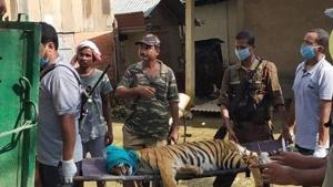 The two year old tigress after its rescue from a village on Wednesday.(KNPTR) The two year old tigress after its rescue from a village on Wednesday.(KNPTR)