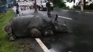 The image shows the rhino resting on highway.(Twitter/@kaziranga_)