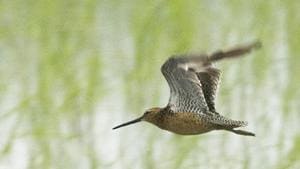 Experts said this is the first sighting of the bird in the region since it was last seen at the Sultanpur National Park in 2013.(Photo: Suresh Sharma/ HT) Experts said this is the first sighting of the bird in the region since it was last seen at the Sultanpur National Park in 2013.(Photo: Suresh Sharma/ HT)