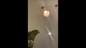 The image shows a parrot named Tico.(Youtube/@Frank Maglio)