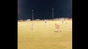 The 8-second-long clip shows two kangaroos hopping around the field while dodging the players.(Instagram) The 8-second-long clip shows two kangaroos hopping around the field while dodging the players.(Instagram)