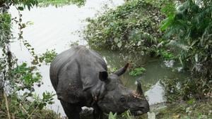 A rhino, tired after getting stuck for over three days in a swamp, had strayed on to national highway, where he rested all night before moving back inside.(HT Photo) A rhino, tired after getting stuck for over three days in a swamp, had strayed on to national highway, where he rested all night before moving back inside.(HT Photo)