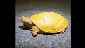 A unique and rare yellow turtle was rescued by locals from Sujanpur village.(Twitter/@susantananda3) A unique and rare yellow turtle was rescued by locals from Sujanpur village.(Twitter/@susantananda3)