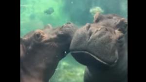 A few moments into the clip, another hippo comes and crashes into the other.(Facebook/@Cincinnati Zoo & Botanical Garden) A few moments into the clip, another hippo comes and crashes into the other.(Facebook/@Cincinnati Zoo & Botanical Garden)
