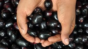 Ain’t nothing like seasonal fruits! Markets are filled with jamun, and we give you a low down on which other fruits must be in your basket when you shop next. Ain’t nothing like seasonal fruits! Markets are filled with jamun, and we give you a low down on which other fruits must be in your basket when you shop next.