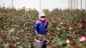 A worker walks through rows of roses in a greenhouse while wearing protective equipment to help fight against the spread of the coronavirus disease (COVID-19) at the Maridadi flower farm in Naivasha, Kenya, July 20, 2020. (REUTERS) A worker walks through rows of roses in a greenhouse while wearing protective equipment to help fight against the spread of the coronavirus disease (COVID-19) at the Maridadi flower farm in Naivasha, Kenya, July 20, 2020. (REUTERS)