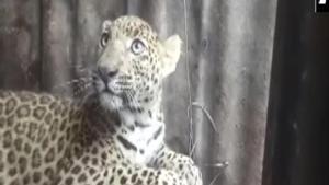 The image shows the captured leopard.(ANI) The image shows the captured leopard.(ANI)